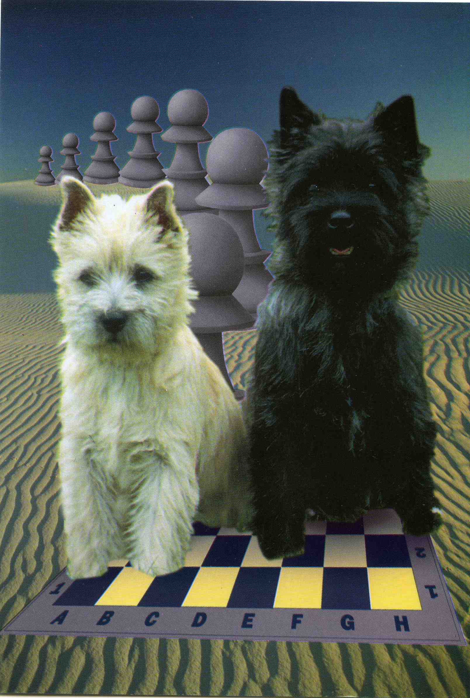 Открытка шахматная № 087
