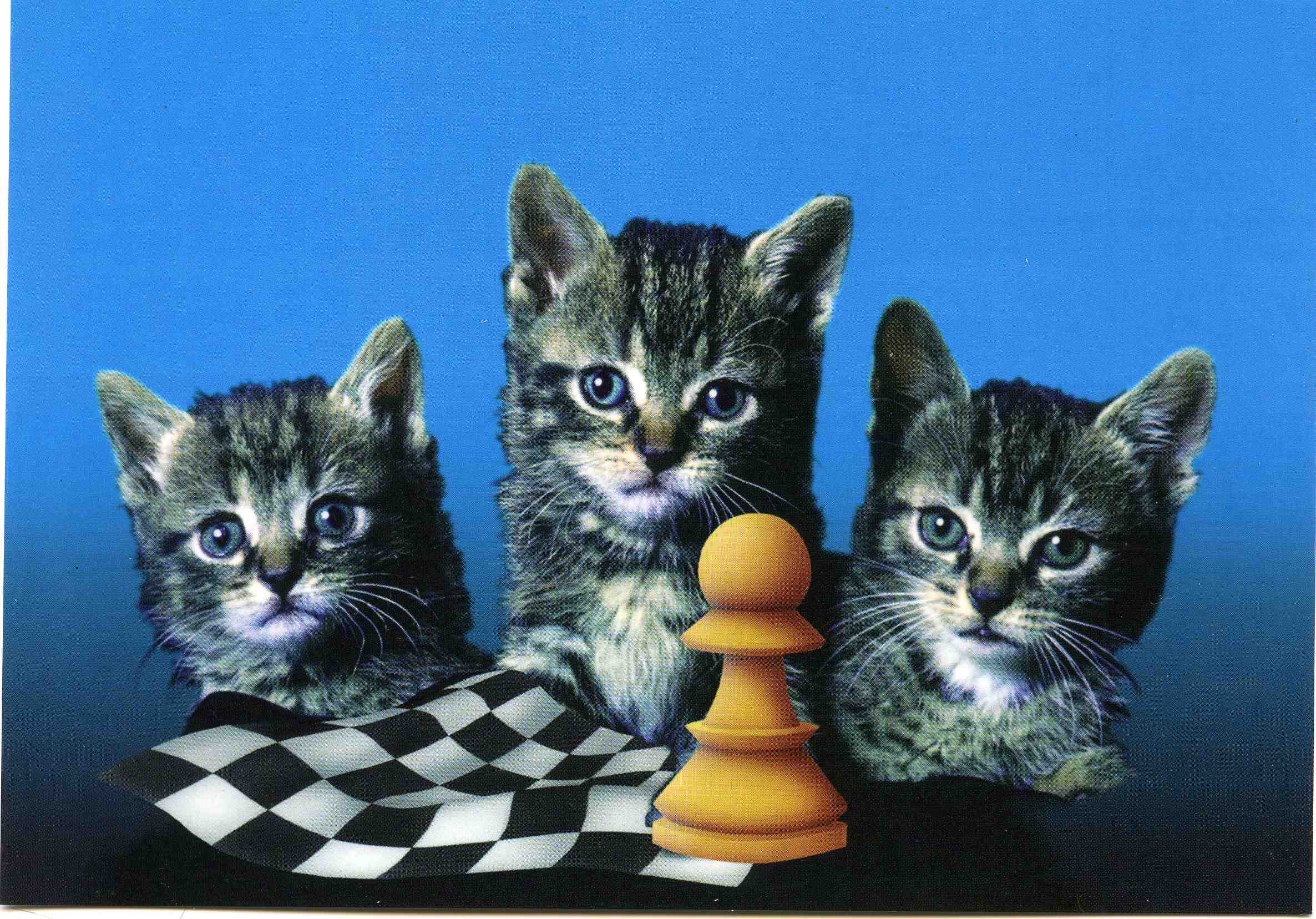 Открытка шахматная № 064