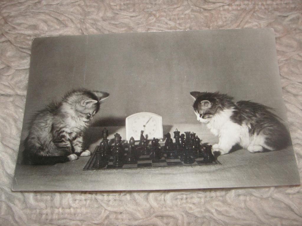 АРТ Ф-0416 ШАХМАТЫ Открытка котята 1954